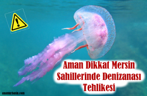 mersin deniz anası.fw