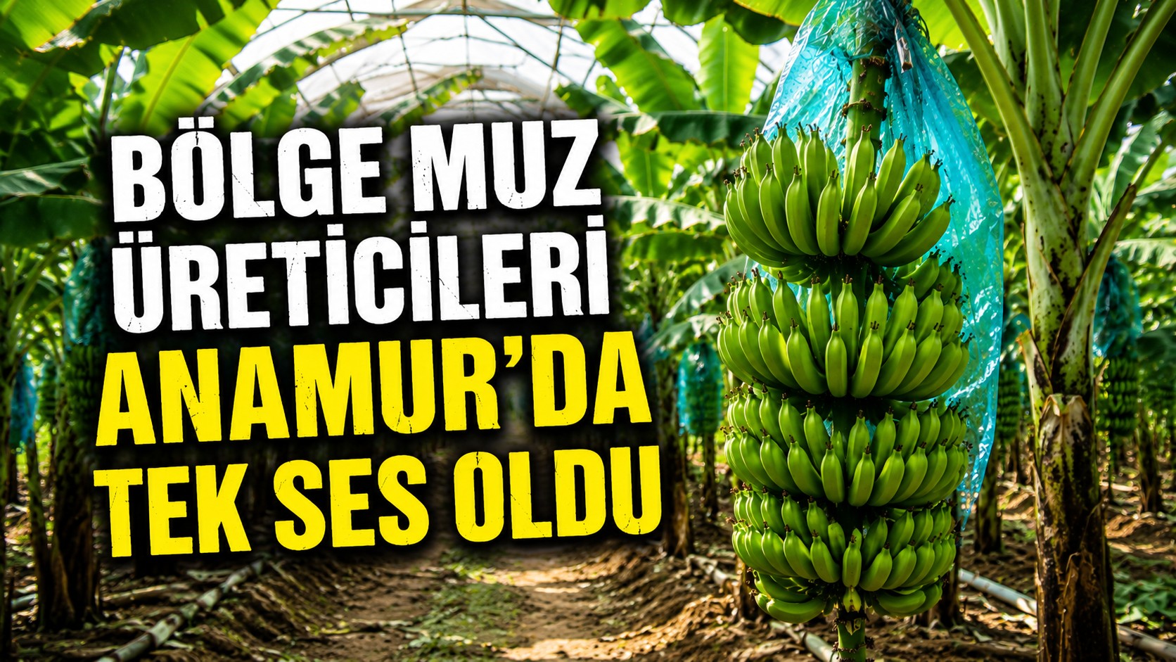 Bölge Muz Üreticileri Anamur'da Tek Ses Olduu